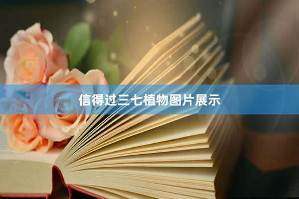 信得过三七植物图片展示